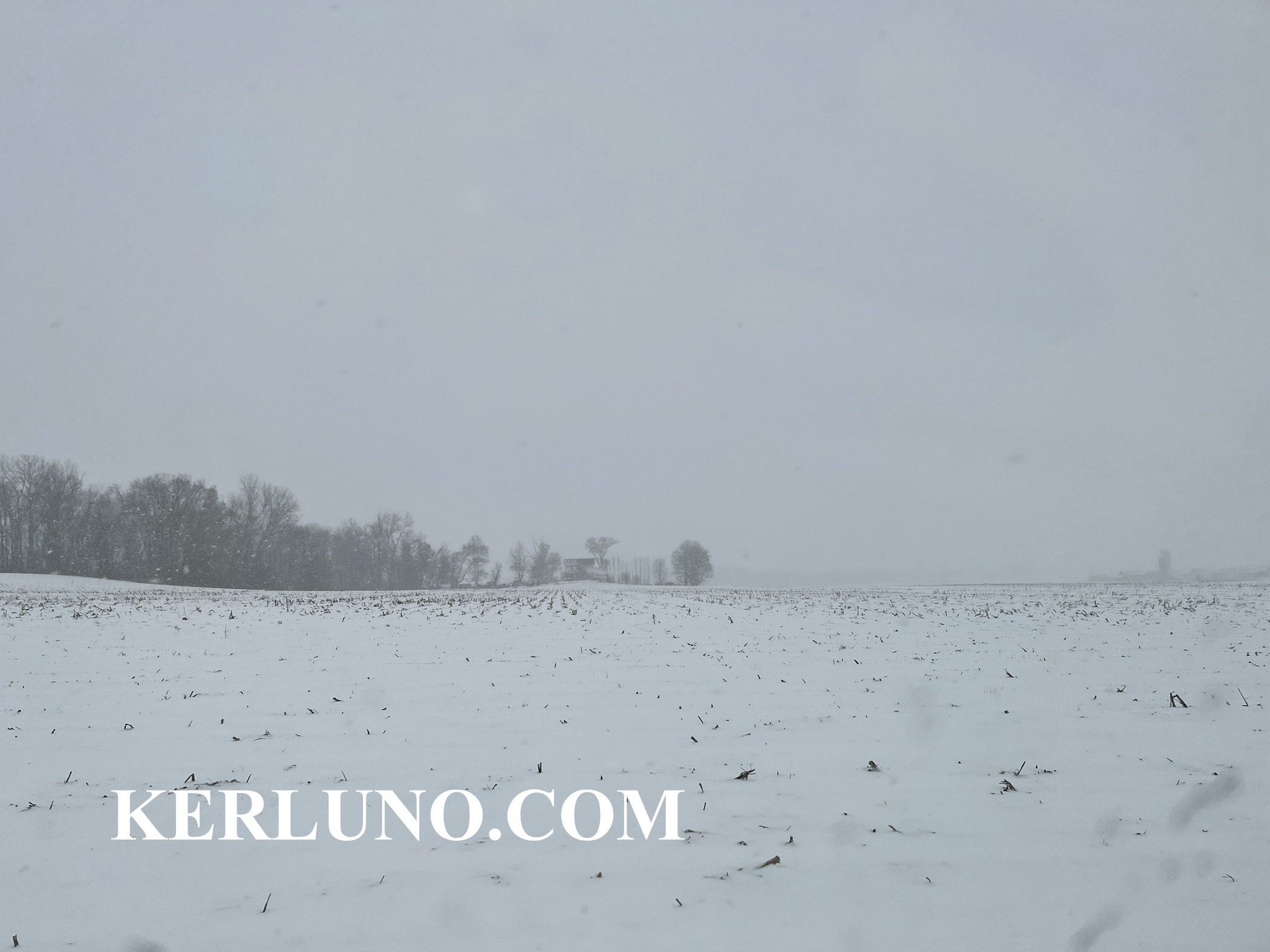 Snow storm within the corn field.